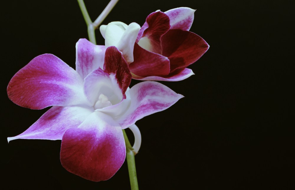 Orchidea....in notturna