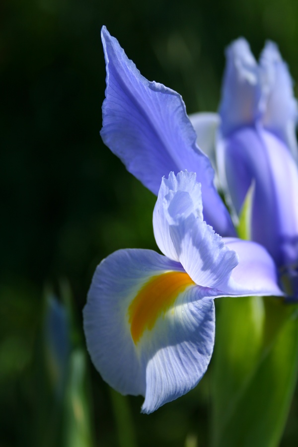 Iris tra le tue poesie