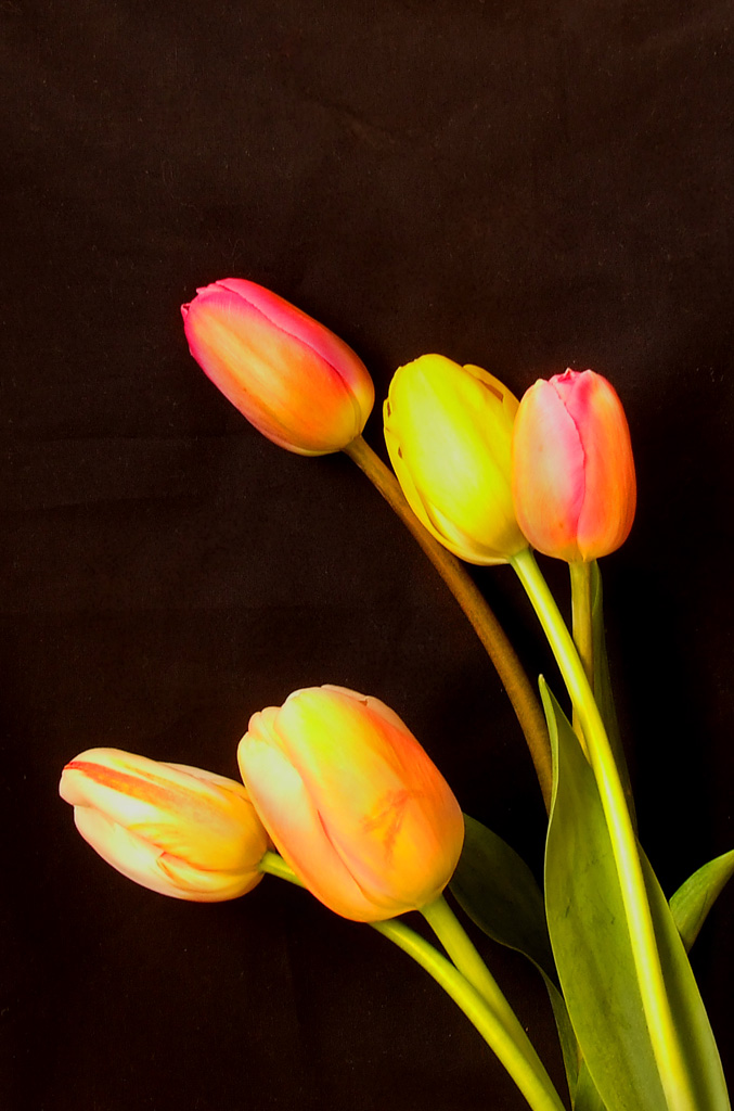 tulipani