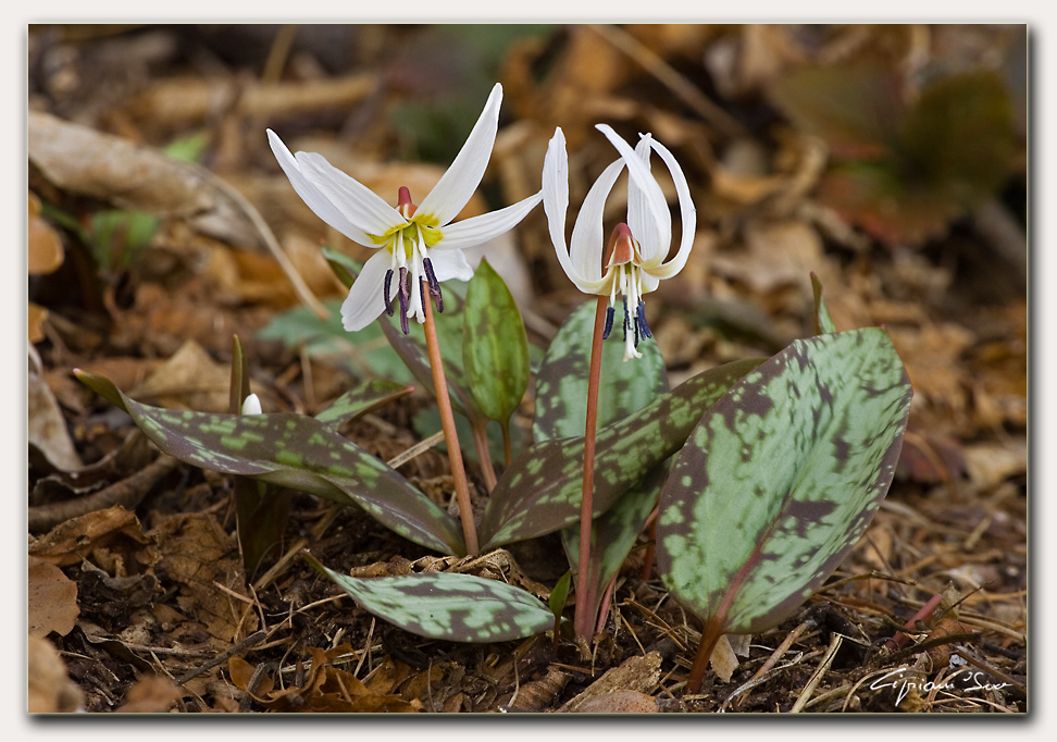Dente di cane (Erythronium dens-canis)