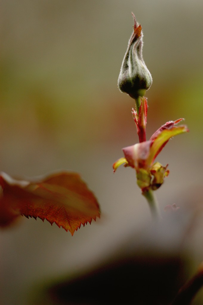 Speranza dal grigiore