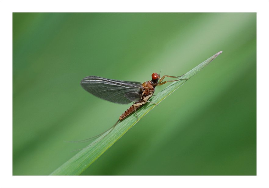 Red Eyes, Ephemerella Ignita, maschio