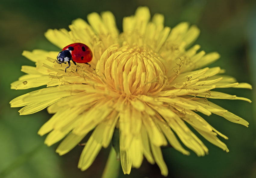 il rosso e il giallo