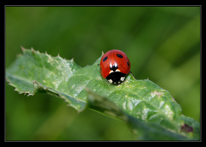 My lady bug