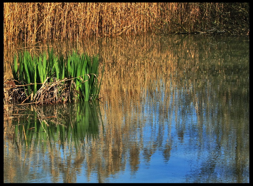 Nuova vita nel canneto