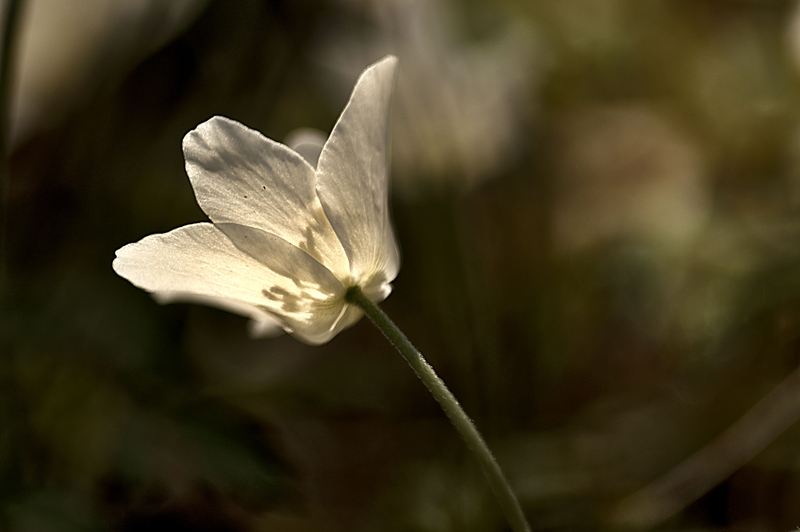 sole... ti prego non andartene!!!!