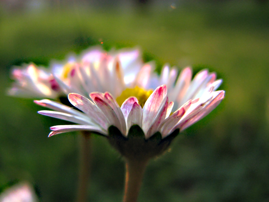 arriva la primavera..!!