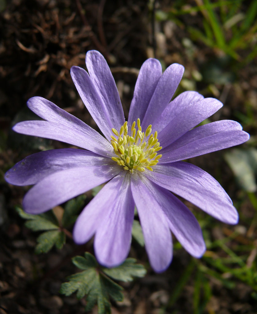 aster