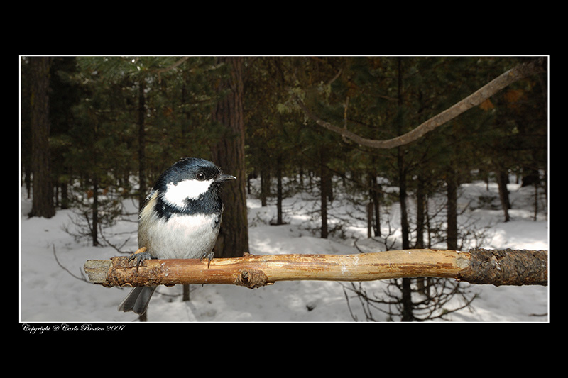 Cincia con il grandangolo
