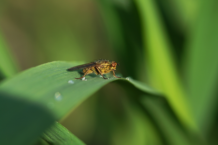 Al Sole Nel Verde