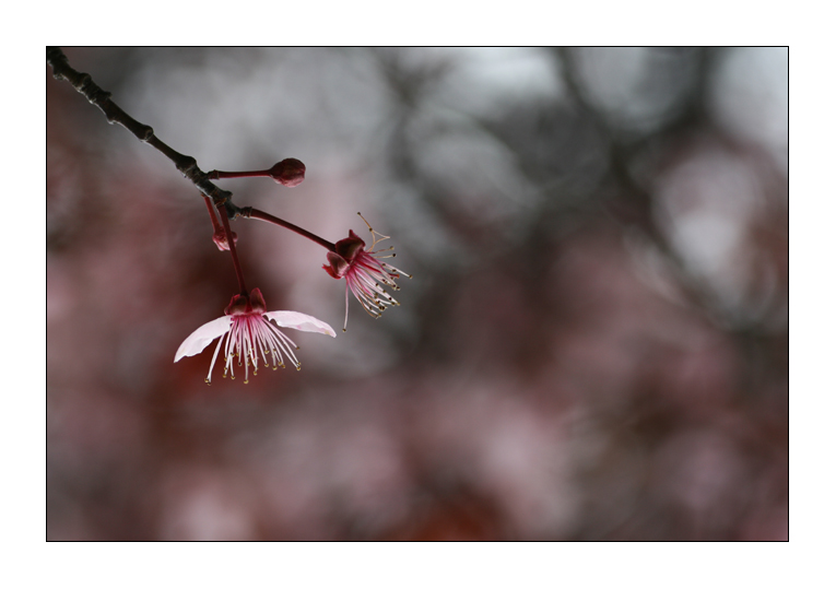 Certa musica � per sempre, certe immagini anche.