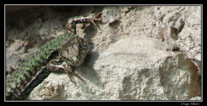 Lucertola in agguato