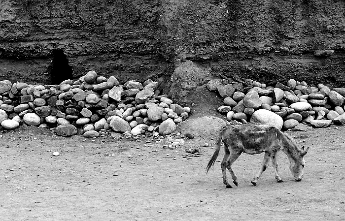 il somaro e la guerra