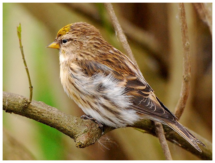 Femmina del Verdone.