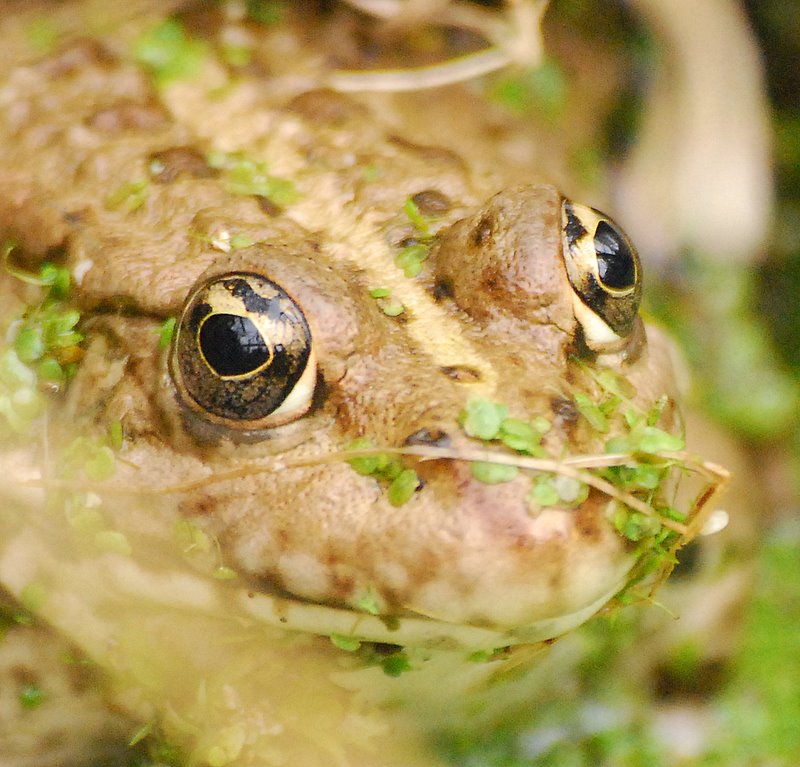 Lo sguardo del batrace