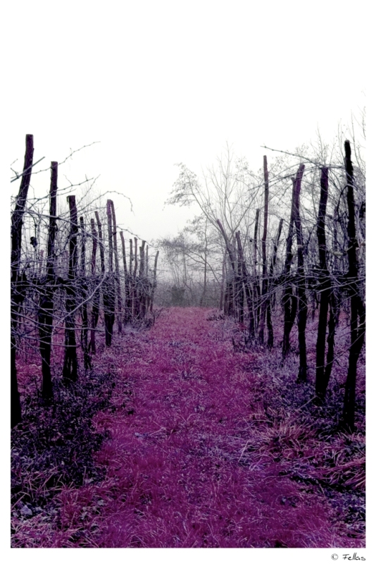 Il riposo onirico dell'uva