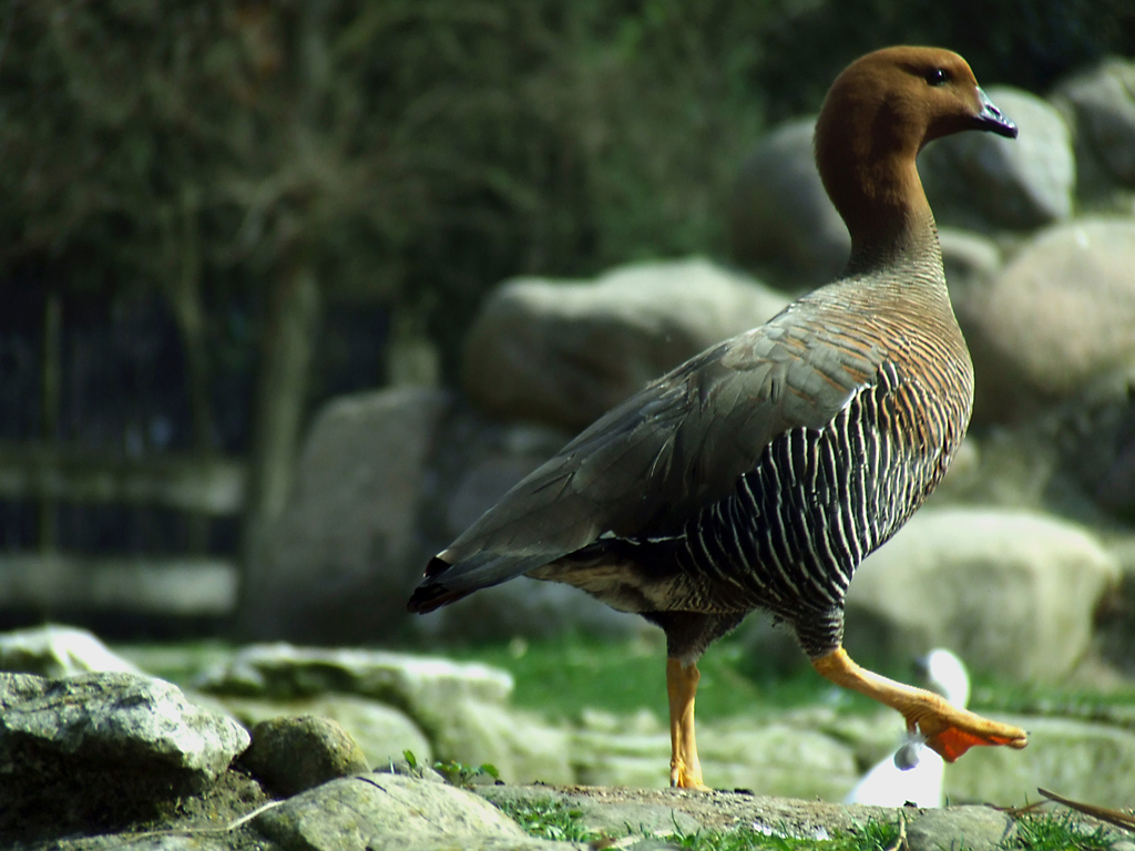 Ora devo andare.....