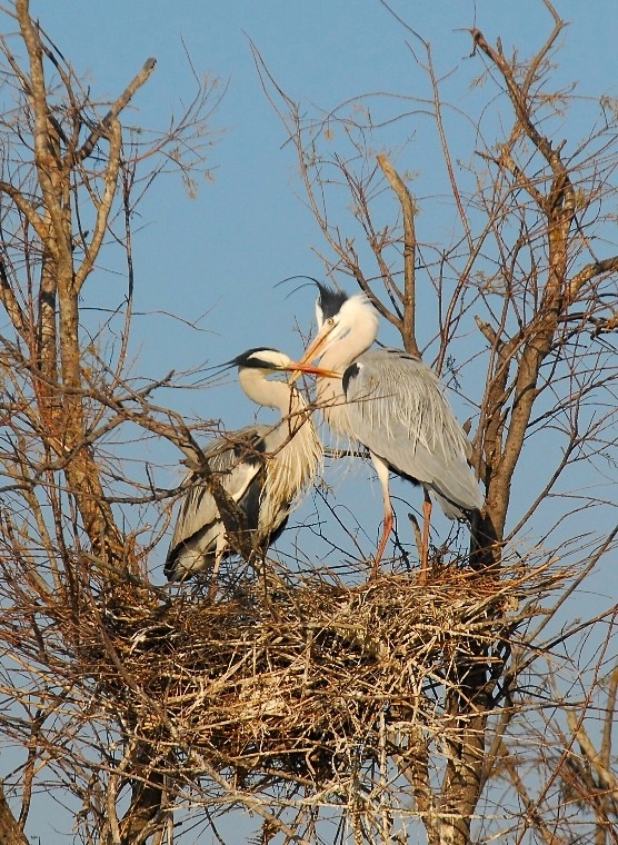 scambio di tenerezze
