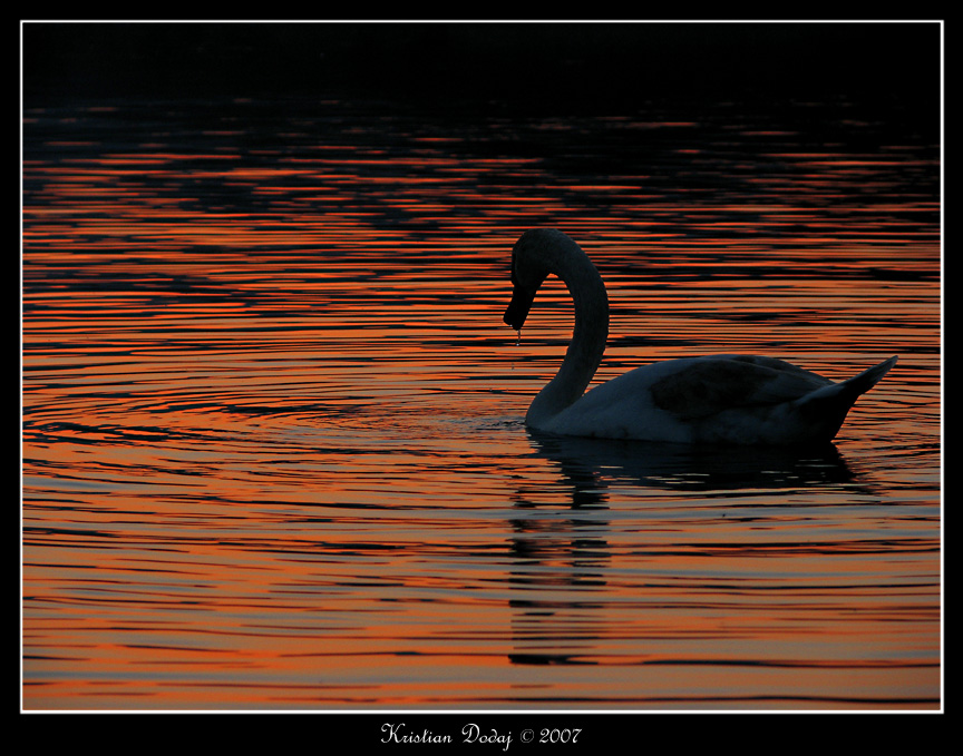 il tramonto del cigno
