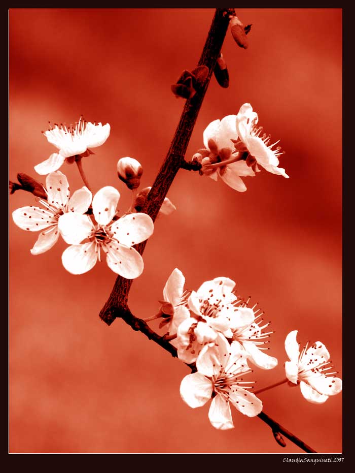 � primavera! red...