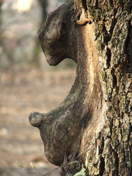 desiderio di maternit�