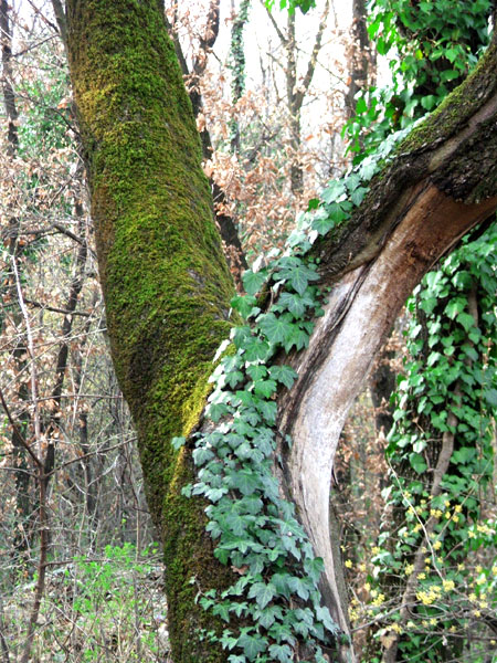 il gigante incatenato