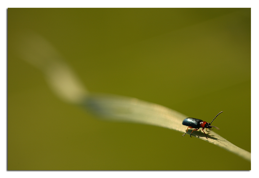 ne ho fatta di strada