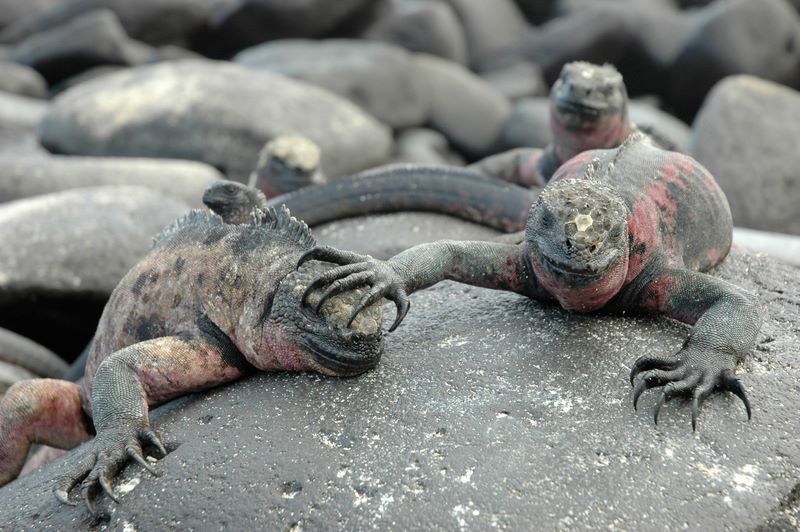 galapagos 8