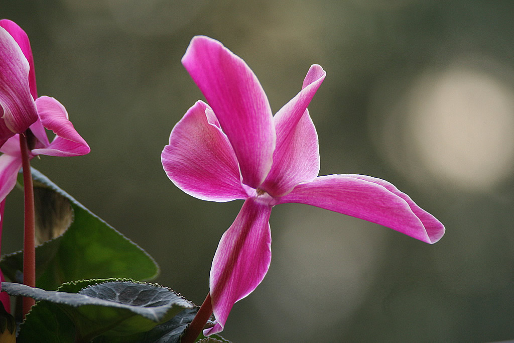 danzando tra i riflessi
