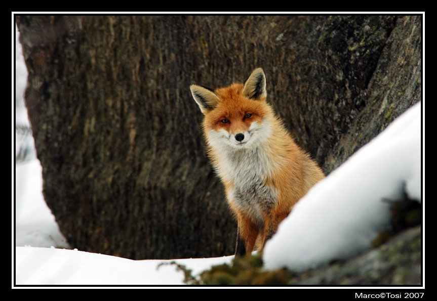 Volpe 2 - Valsavarange