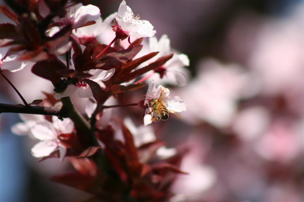 Bee on Flower