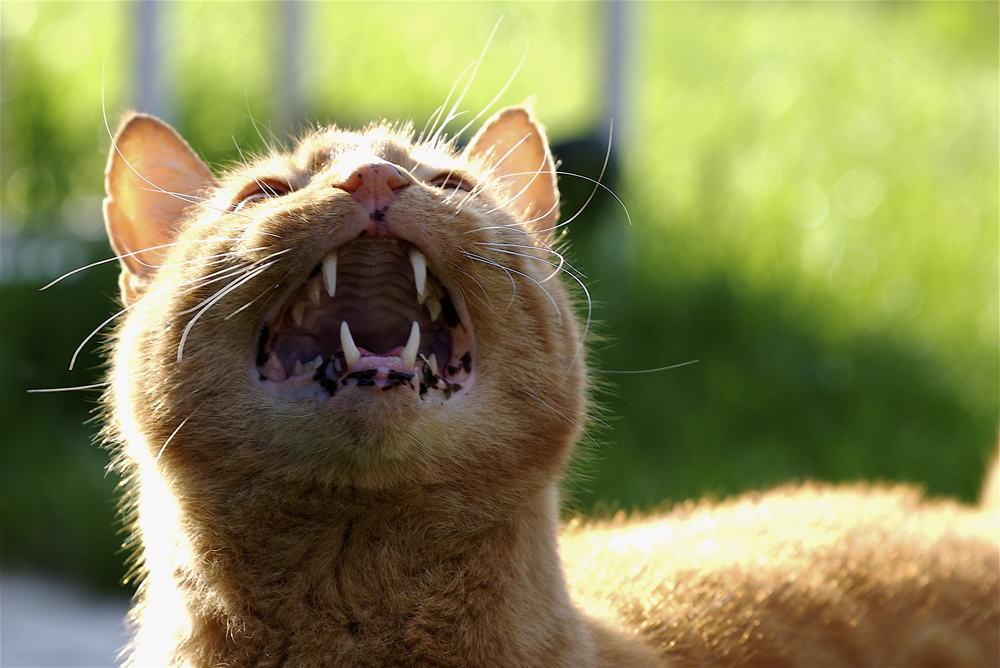 Una belva in libert� nel mio giardino......