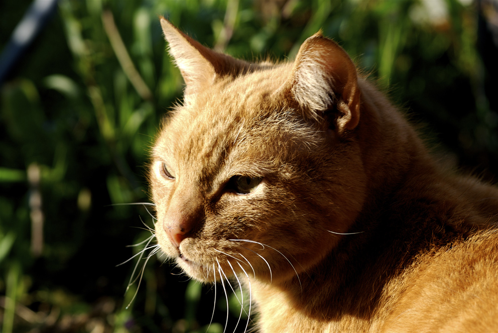 La mia TIGRE.....!!!!