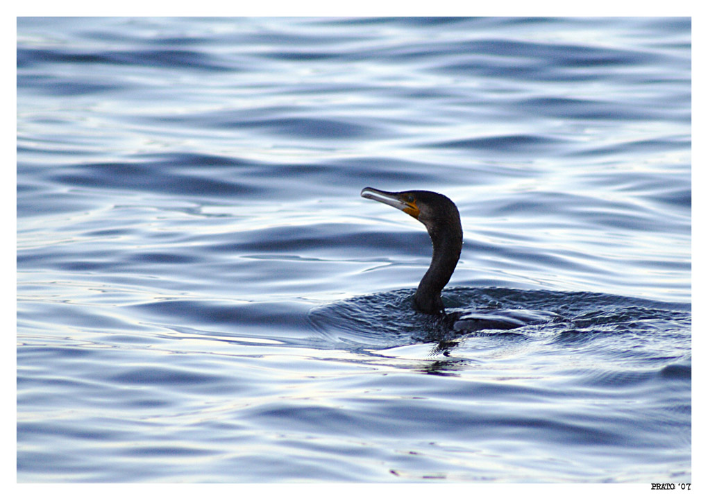 cormorano03
