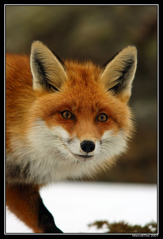 Volpe 3 - Valsavarange