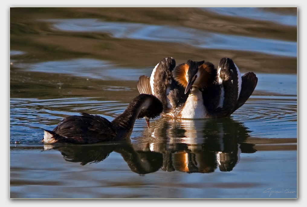 Sua maest� lo svasso!