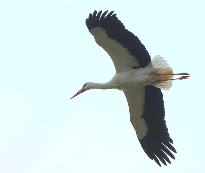 Il volo della cicogna