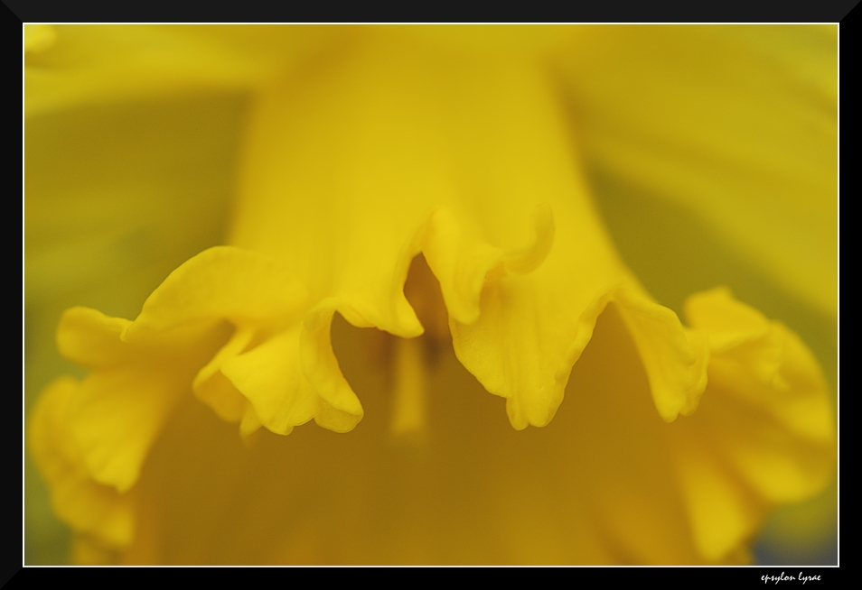 Yellow dream (x Lucianolibe)