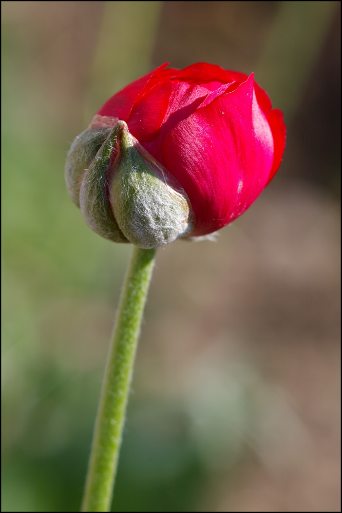 Mattino in rosso-verde