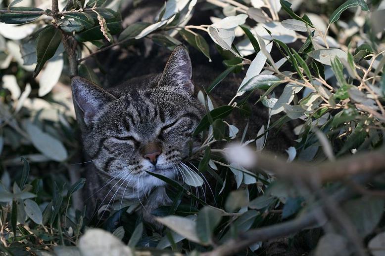 il gatto e l'olivo