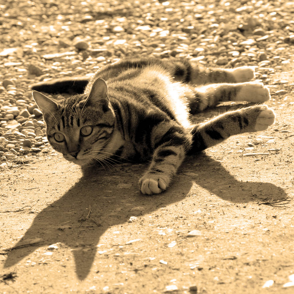 in agguato... ma relax