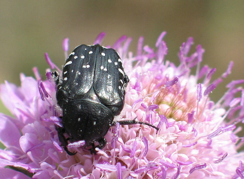 coleottero "bianconero"