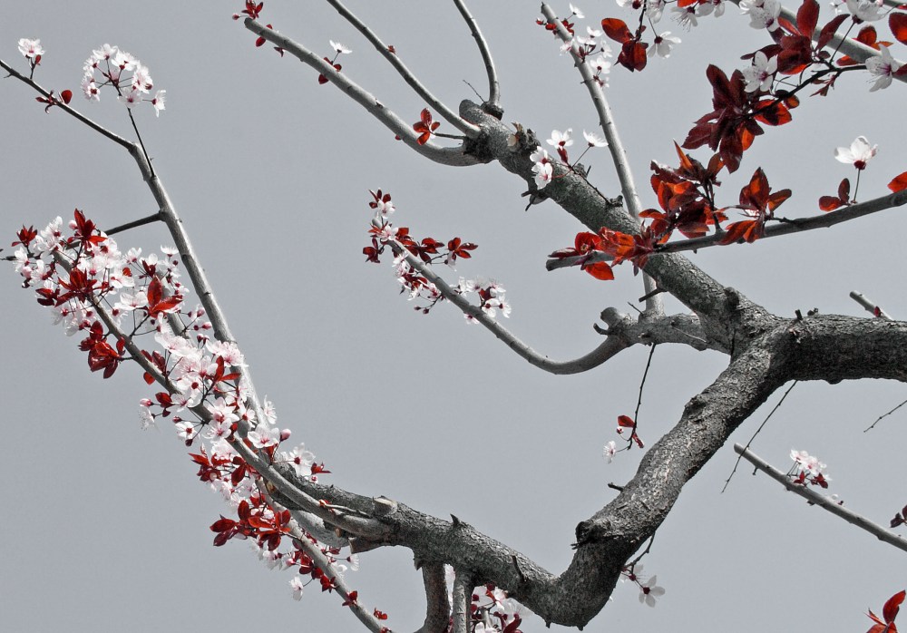 Primi fiori, lievi come....farfalle (vers desat)