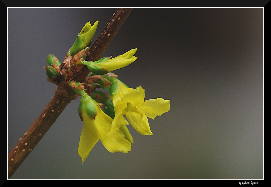 Forsythia (x Arsa)