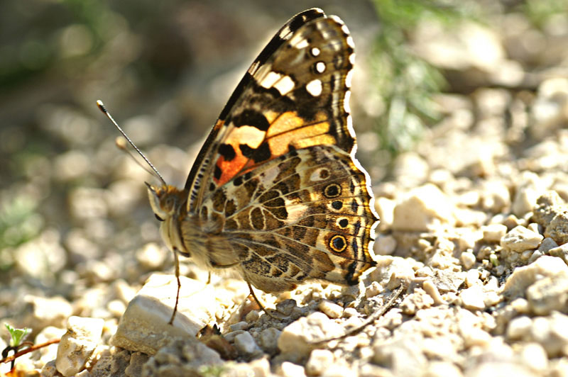 farfalla in controluce