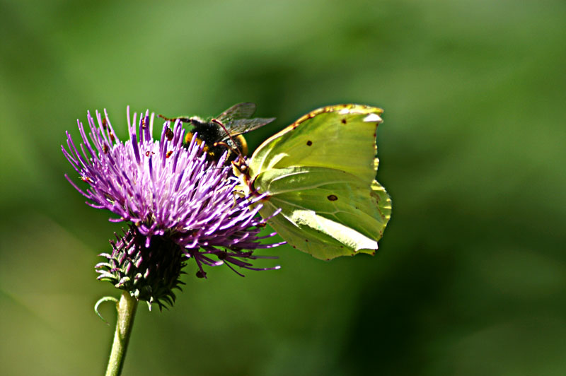 farfalla in compagnia