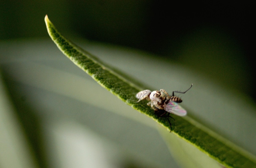 Nella morsa del ragno #2