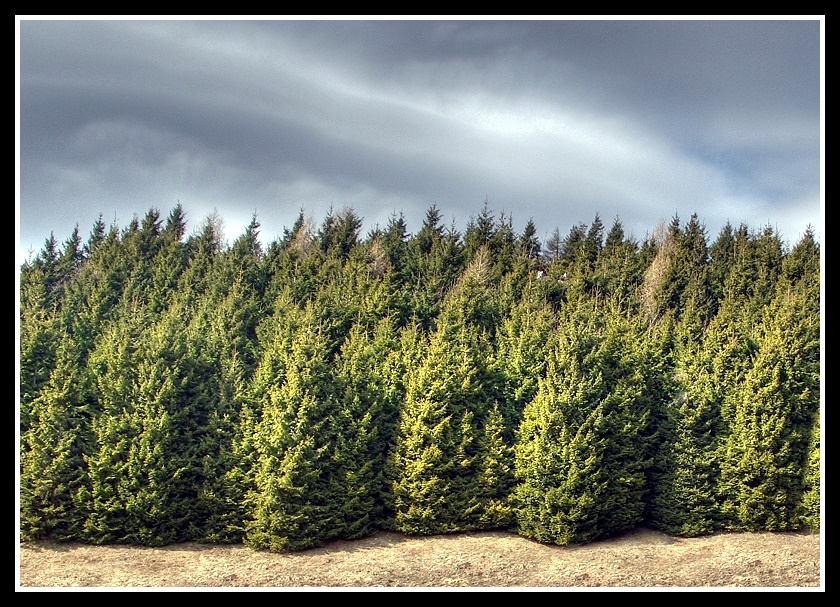 .:Foresta del Cansiglio #4:.