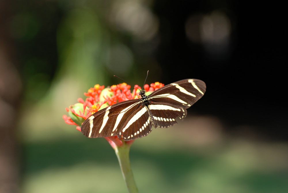 Zebra Longwings