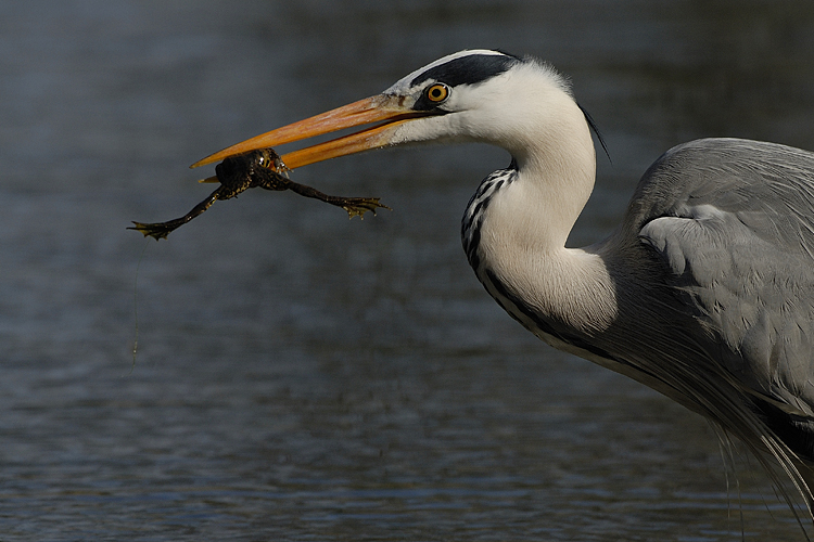 Il pranzo � servito (cosce di rana dello chef)